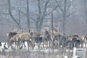 Elnyne aptiktas kraupus radinys: įtarimai byloja apie blogiausią