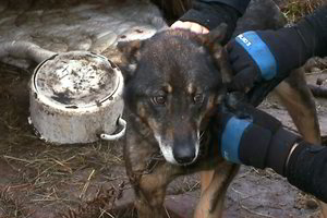 Skaudi realybė: kojos nevaldantis šuo vandens gaudavo tik palijus