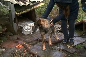 „Gyvūnų policijos“ žurnalistai susidūrė su šokiruojančia šuns nepriežiūra