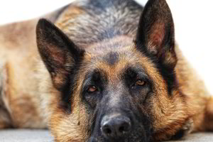 Kėdainietės gyvenimą apkartino kaimynų šuo