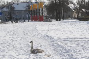 Šilutės senamiestyje – nekasdieniškas reginys