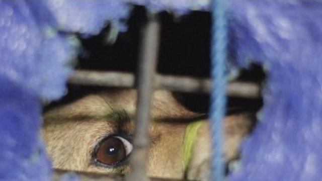 Gyvūnų teisių aktyvistai stojo piestu prieš šunų skerdėjus