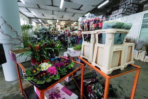 Net ir gėlininkams kovo 8-ąją koją pakiša lenkai – nugraibsto visą grietinėlę 