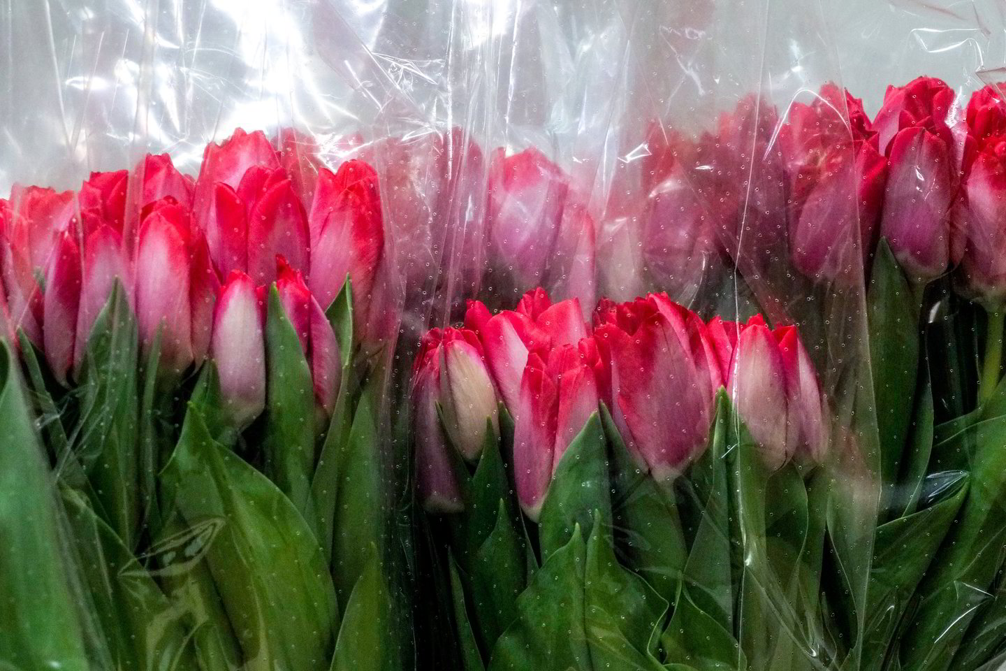  Šios tulpės užaugintos Lietuvoje. Žiedas gėlių baėje kainuoja 0,8 euro. <br> V.Ščiavinsko nuotr.