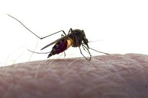 Liūdna žinia iš Kauno ligoninės – mirė ir antra maliarija užsikrėtusi moteris