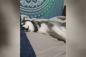 Nepanoręs keltis haskis sukėlė tikrą dramą