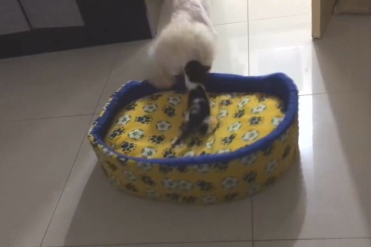 Mažas kačiukas iš guolio išvarė žymiai didesnį šunį.