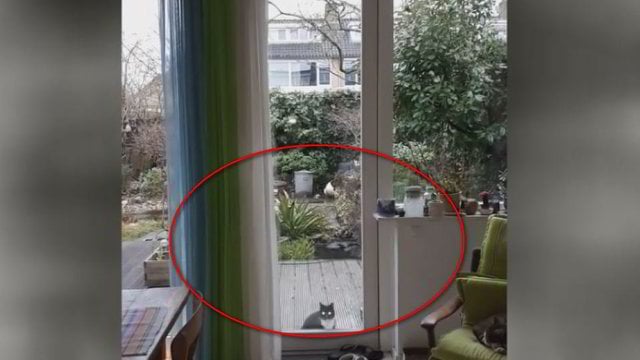 Lauke užsibuvusio katino prašymas patekti namo tapo interneto sensacija