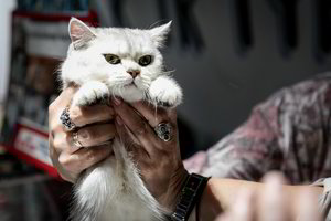 Nusprendusiems įsigyti katę – eksperto patarimai, kad vėliau netektų gailėtis