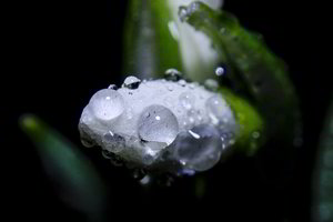 Pasigrožėkite: Vilniuje pražydo pirmosios pavasario gėlės 