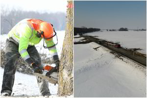 Šilutės rajono gyventojams plyšta širdis: iškirtę 288 medžius valdininkai davė pažadą