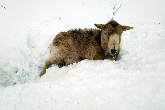 Skubėjo gelbėti sužeistą ožką
