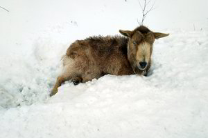 Skubėjo gelbėti sužeistą ožką