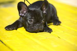 Šuns kelionė lėktuvo salono lentynoje baigėsi tragiškai