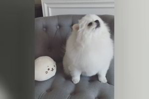 Juokingame vaizdelyje – šuniuko ir žaislo lojimo varžybos