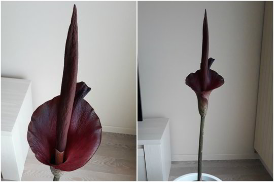 Belgijoje gyvenančios lietuvės namuose pražydo „lavongėlė“