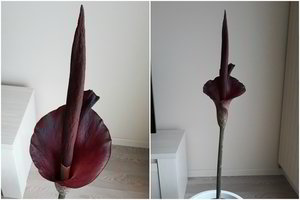 Belgijoje gyvenančios lietuvės namuose pražydo „lavongėlė“