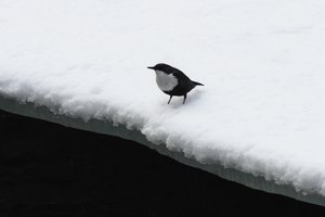Fotografas nepatikėjo savo akimis Lietuvoje pamatęs itin retą paukštį 