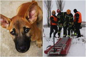 Ugniagesiai papasakojo, kaip gelbėjami gyvūnai: akyse matai nebylų prašymą padėti