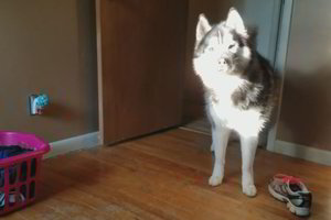 Reikalavimui vos paklususio haskio įžūlumas juokina milijonus