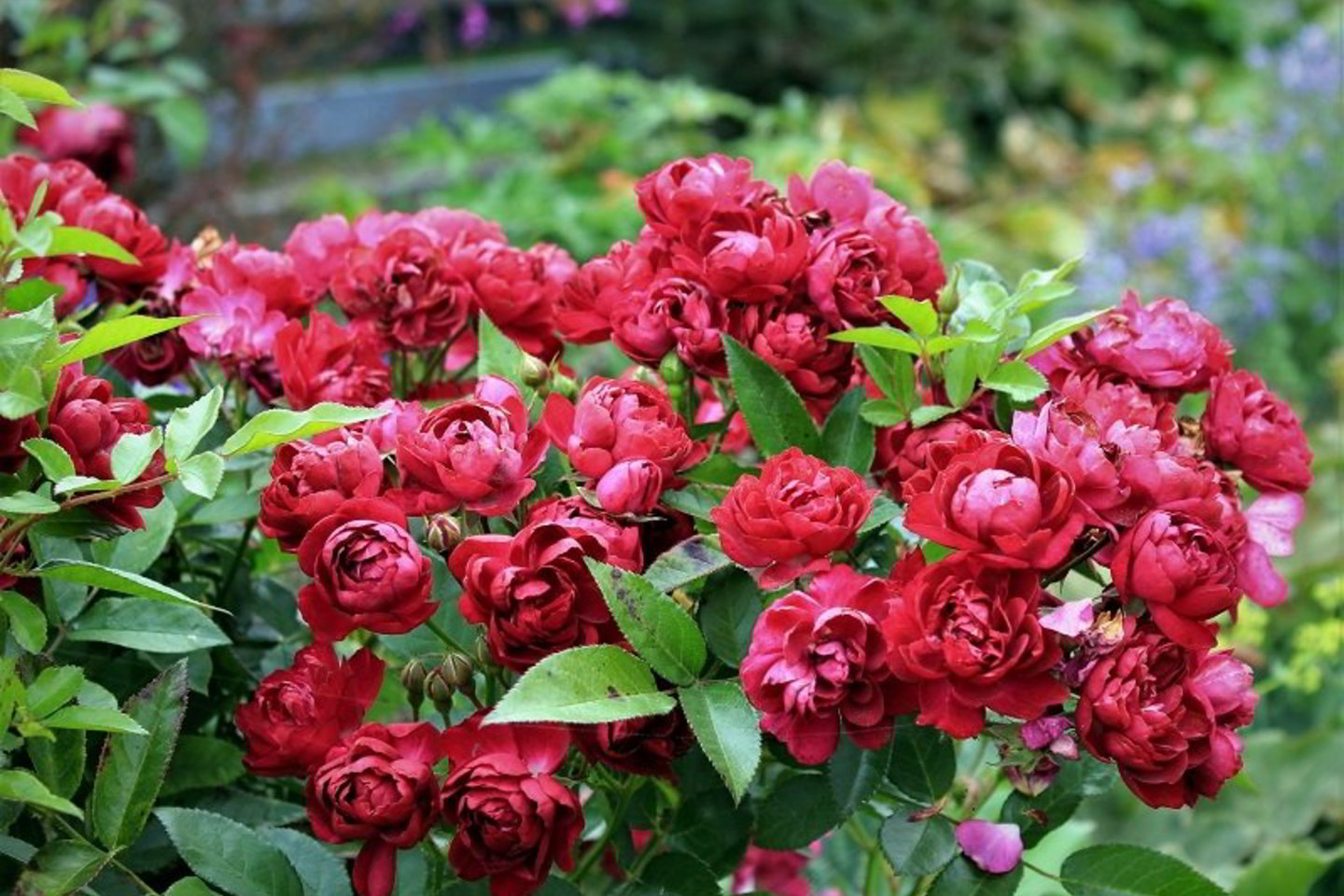  Be pavasarinių šalnų, rožėms gali pakenkti iššutimas, dirvos užmirkimas, po žiemos iškilęs gruntas.<br> R.Laurinavičienės nuotr.