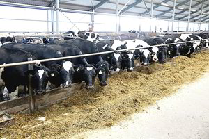 Pinigai pienovežiuose išplaka grietinėlę pas kaimynus