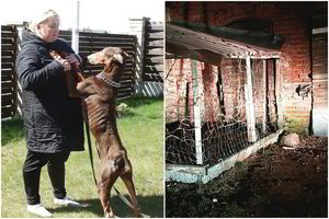 Kūdikį sudraskiusiam šuniui Ramziui ieško šeimininkų, bet iškėlė ypatingą sąlygą