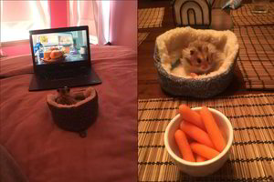 Mažas žiurkėnas dėl savo gyvenimo būdo tapo tikra interneto žvaigžde