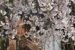 Pavasaris prasideda: Japonijoje sprogsta pirmieji sakurų žiedai