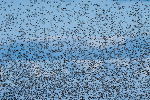 Paukščių migracija į Lietuvą gena pavojingą virusinę ligą