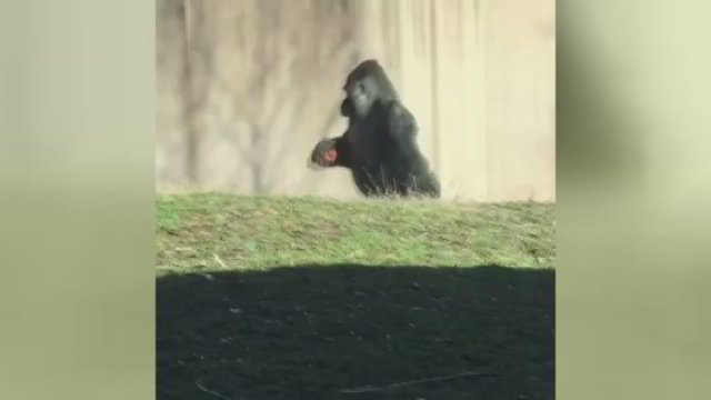 Gorilos elgesys zoologijos parke stebina – tapo tikra įžymybe