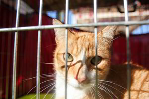 Tyrimas atskleidė nemalonią tiesą apie namuose gyvenančius kates ir šunis