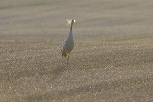 Pavasario grožis Žemaitijoje: klykiantys gervių balsai – iš garuojančios gerklės