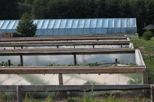 Sraigių verslo startas lietuviams buvo prastas, o dabar jas valgo ir belgai 