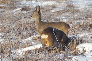 Pareigūnai išgelbėjo bejėges stirnas