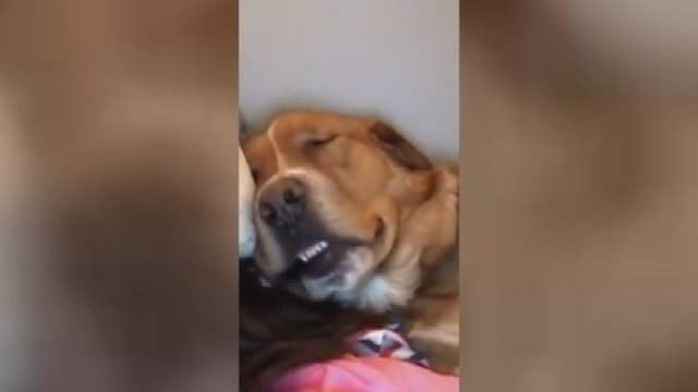 Leipsite iš juoko: šuo prabudo dėl to, kad pats knarkė