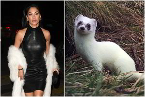 Milijoninis JAV miestas uždraudė prekybą gyvūnų kailiais