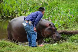 Iš narkobarono vergijos į laisvę ištrūkęs hipopotamas – sučiuptas