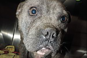 Apleisto šuns iš Kauno būklė buvo tokia, kad pasibaisėjo net veterinarai