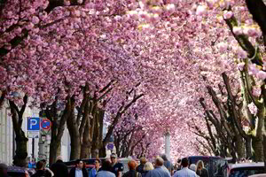 Japonija nerimauja: po kelerių metų gali išnykti sakuros