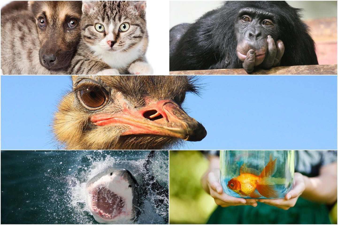 Pasaulyje yra paplitę daugybė mitų apie gyvūnus. Dėl kai kurių iš jų yra kalti animaciniai filmukai, dėl kitų – internete paskleisti išsigalvojimai. Vis dėlto, reikėtų bent kelis šiuos mitus pamiršti – jie toli gražu nėra tiesa.<br> 123RF nuotr.