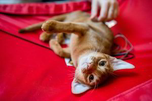 7 požymiai, kad jūsų katė jus išties myli