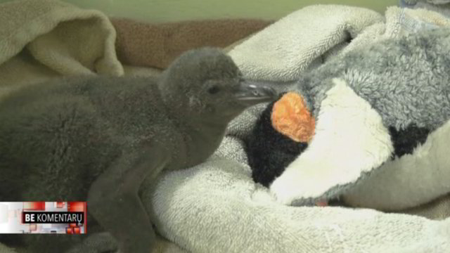 Pingvinų jaunikliui – išskirtinis zoologijos sodo darbuotojų rūpestis