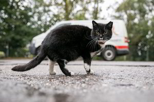 Vilniuje masiškai gaudys beglobes kates. Nauda bus milžiniška