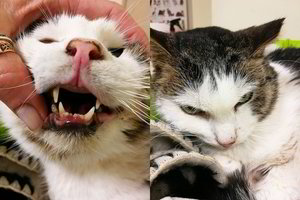 Kukliai katytei reikia mylinčio žmogaus ir pagalbos. Jūs galite padėti