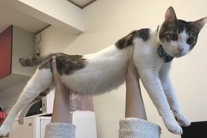 Smagioje galerijoje – įspūdingą ilgį demonstruojančios katės