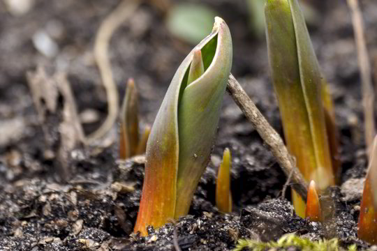 Sinoptikai žada pavasariškai šiltą savaitgalį