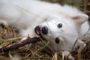 Svajonių šuo: idealus augintinis vertinantiems švarą ir tvarką 