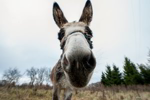 Skandalas Uzbekistane: šašlykai ir samsos – iš asilų mėsos