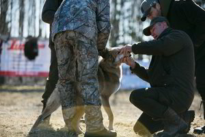 Lietuvoje išrinkti patys gražiausi laikų veislės šunys